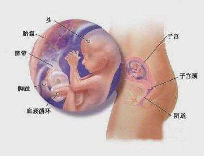 西安有捐卵过的吗，西安三代试管婴儿是捐卵生男孩吗？